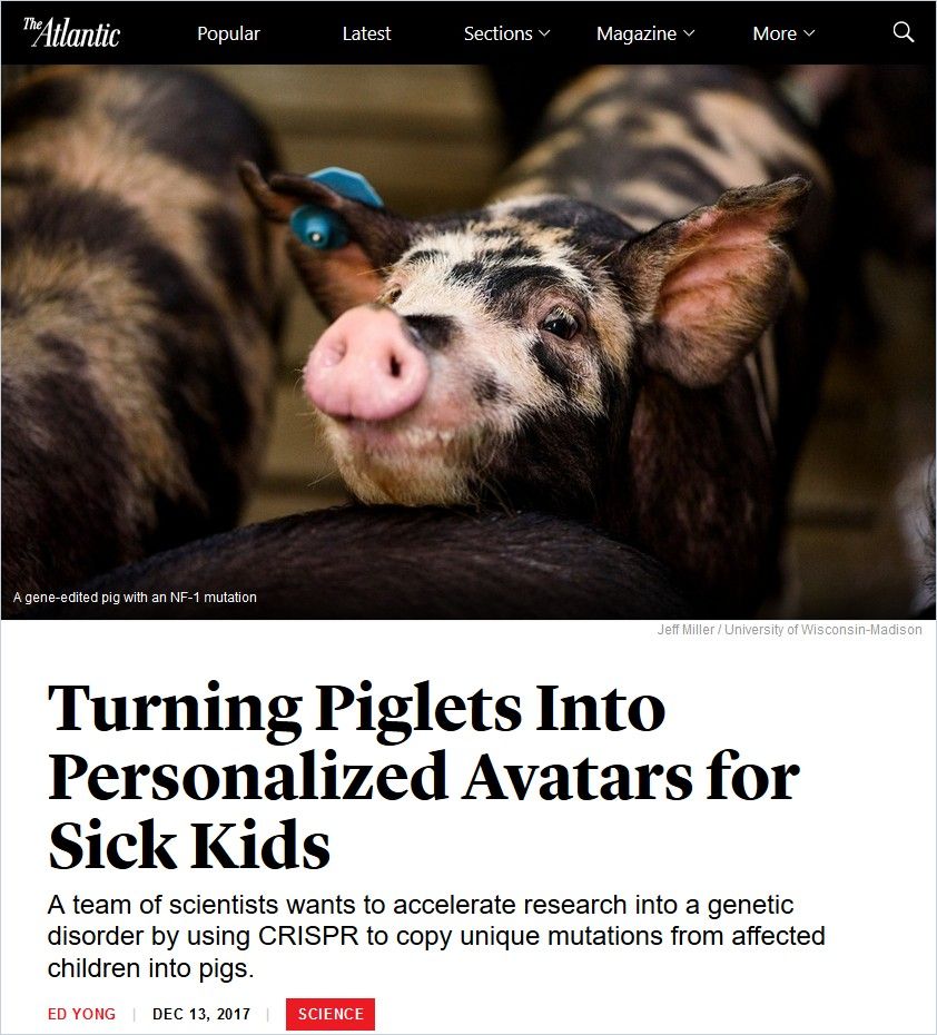 Turning Piglets Into Personalized Avatars for Sick Kids Book Cover